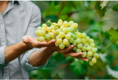 Is Chardonnay een zoete of droge witte wijn?