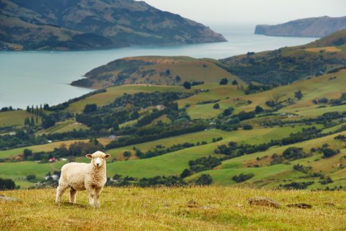 Curly Sheep Nelson