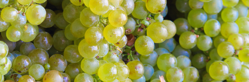 in-the-spotlights-pinot-blanc