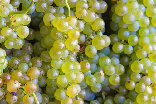 in-the-spotlights-pinot-blanc