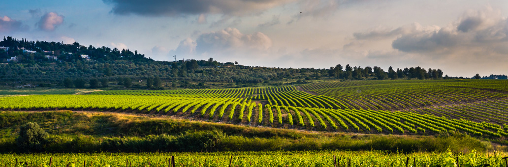 in-the-spotlights-wijnland-israel