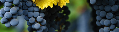 Rode wijnen van Cabernet Sauvignon Rode wijnen van Cabernet Sauvignon