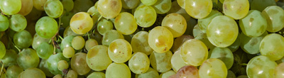 Witte wijnen van diverse druivensoorten