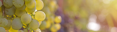 Witte wijnen van Grüner Veltliner Witte wijnen van Grüner Veltliner