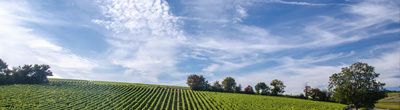 Wijn uit Haut-Médoc