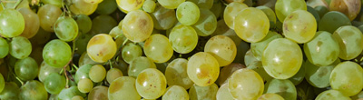 Malvasia