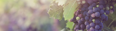 Rode wijnen van Merlot Rode wijnen van Merlot