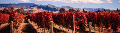 Nieuw-Zeelandse rode wijn