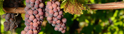 Pinot Gris