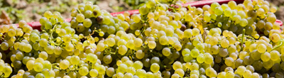 Witte wijnen van Riesling Witte wijnen van Riesling