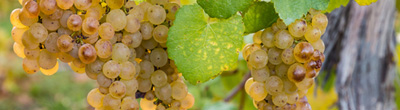 Witte wijnen van Sauvignon Blanc Witte wijnen van Sauvignon Blanc