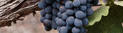 Rode wijnen van Syrah Rode wijnen van Syrah