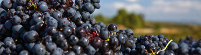 Rode wijnen van Tempranillo Rode wijnen van Tempranillo