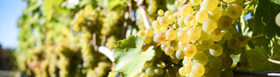 Witte wijnen van Viognier Witte wijnen van Viognier