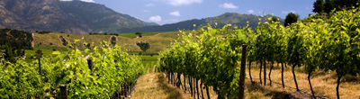 Wijn uit Colchagua Valley