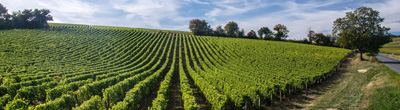 Witte wijnen uit Loire