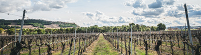 Wijn uit Ribera del Duero