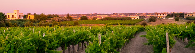 Witte wijnen uit Sicilië