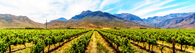 Zuid-Afrikaanse rode wijn